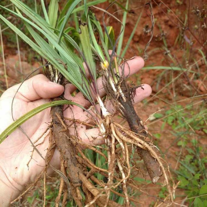 野生茅草种子白茅根草种子白茅草种子白茅花丝茅花白茅根种子
