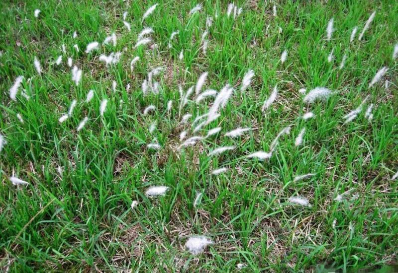 野生茅草种子白茅根草种子白茅草种子白茅花丝茅花白茅根种子