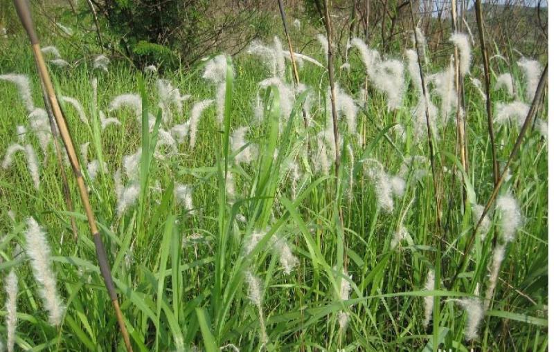 野生茅草种子白茅根草种子白茅草种子白茅花丝茅花白茅根种子