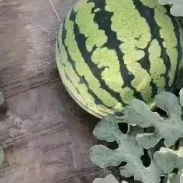 山西本地甜王西瓜大量上市，口感好，价格美丽，欢迎订购