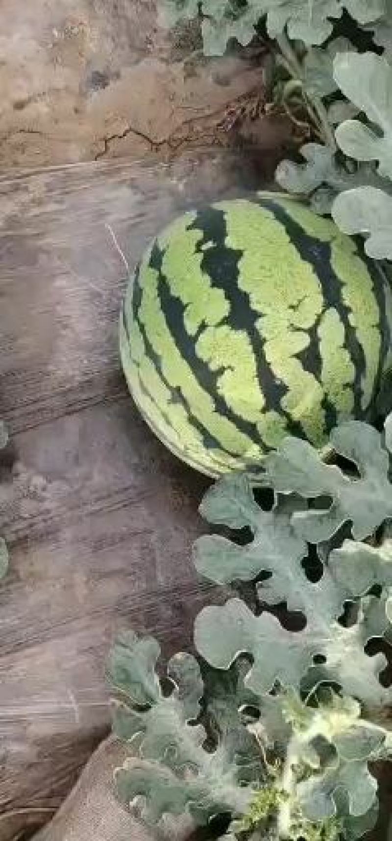 山西本地甜王西瓜大量上市，口感好，价格美丽，欢迎订购