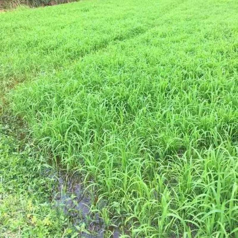 小米草种子草籽水稗草种子耐寒牧草矿山修复客土喷播护坡草坪