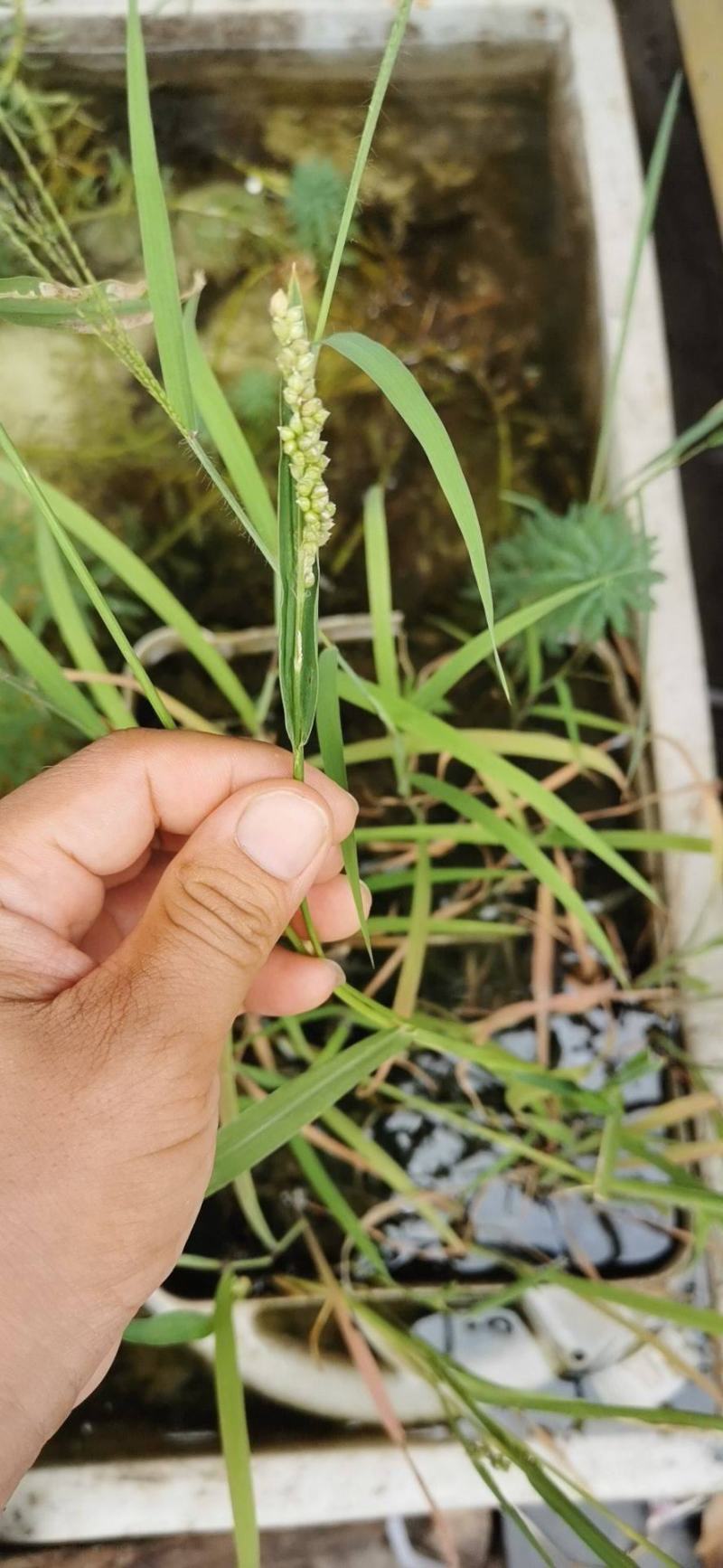 小米草种子草籽水稗草种子耐寒牧草矿山修复客土喷播护坡草坪