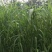小米草种子草籽水稗草种子耐寒牧草矿山修复客土喷播护坡草坪