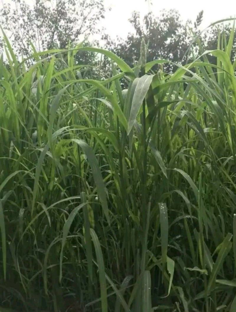 小米草种子草籽水稗草种子耐寒牧草矿山修复客土喷播护坡草坪