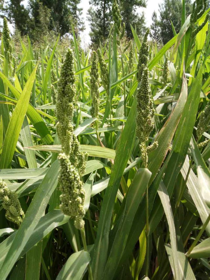 小米草种子草籽水稗草种子耐寒牧草矿山修复客土喷播护坡草坪