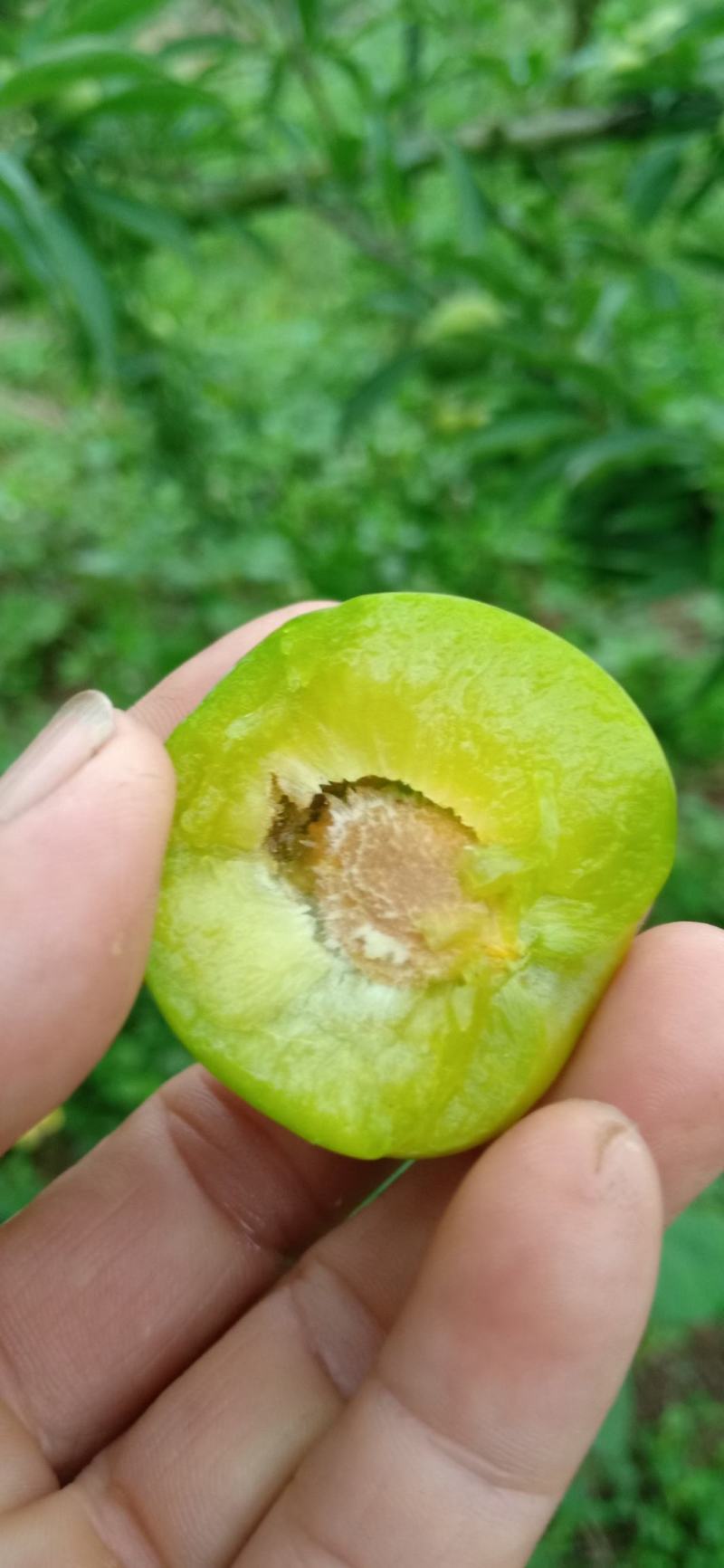 青脆李