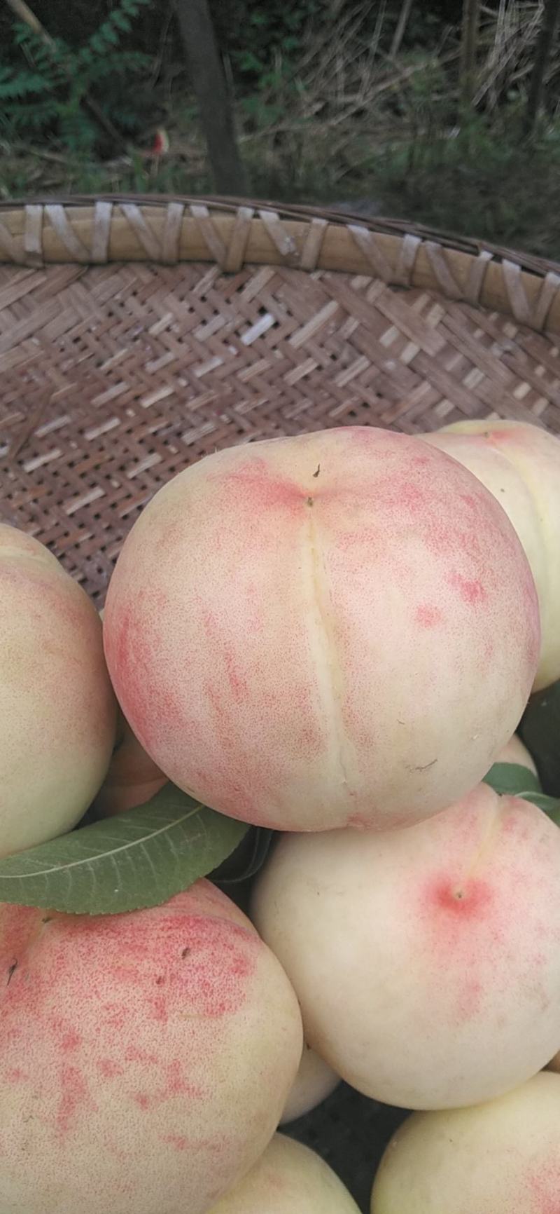 皮酒桃
