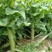 川西高原蔬菜大面积…莴笋