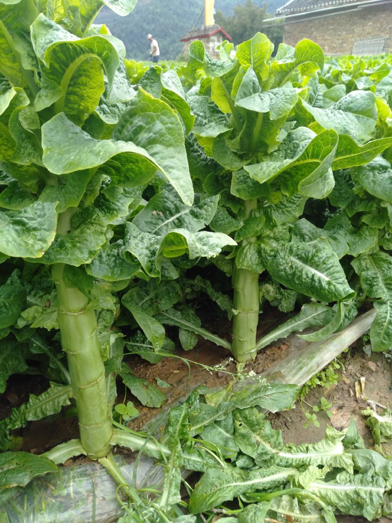 川西高原蔬菜大面积…莴笋