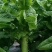 川西高原蔬菜大面积…莴笋