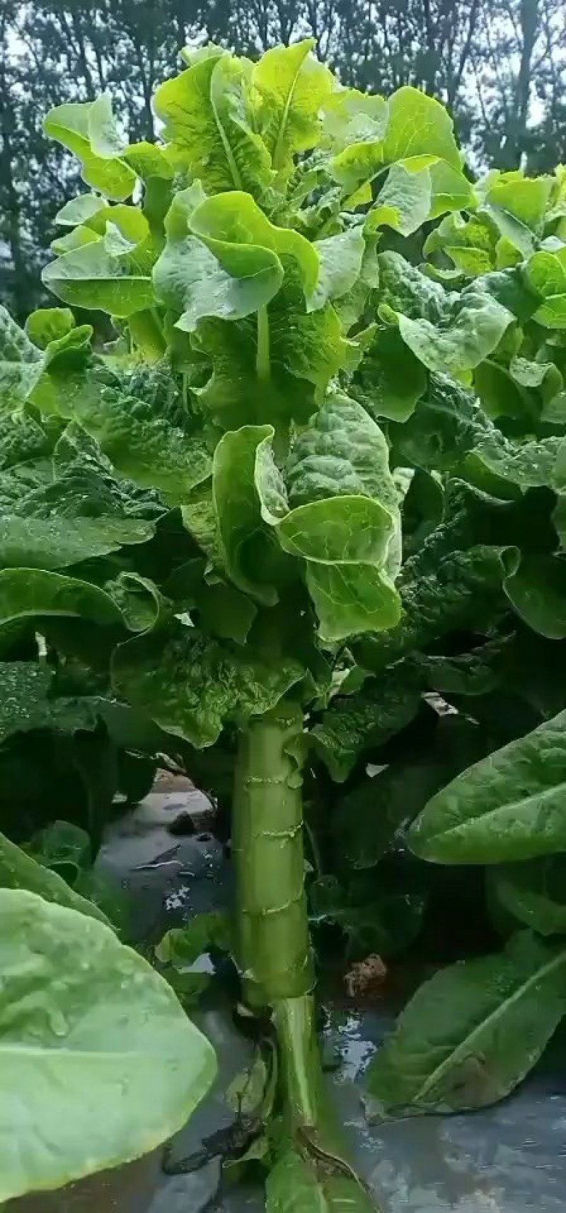 川西高原蔬菜大面积…莴笋