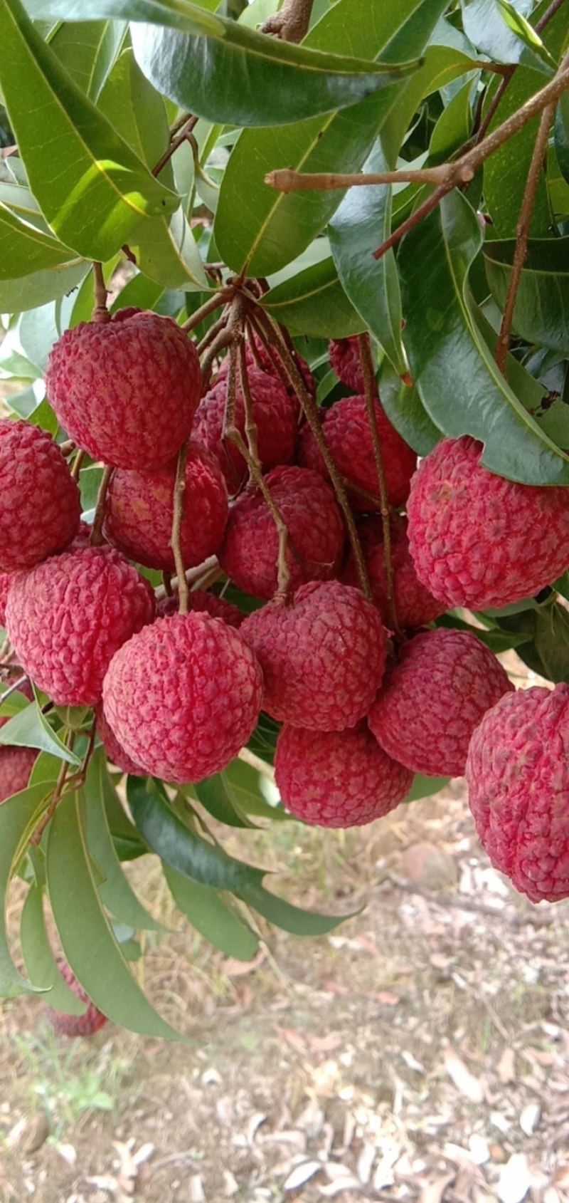 荔枝