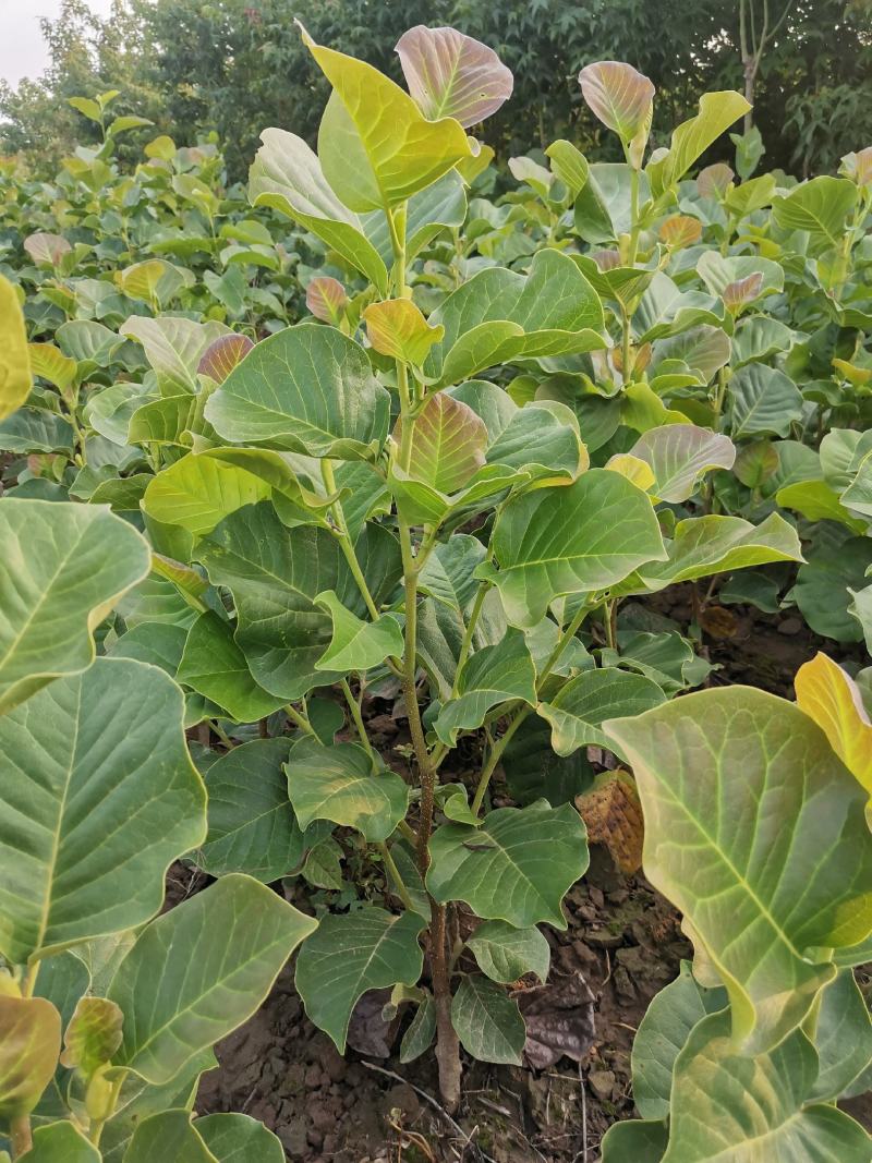 盆栽玉兰南北方均可种植，盆栽地栽均可