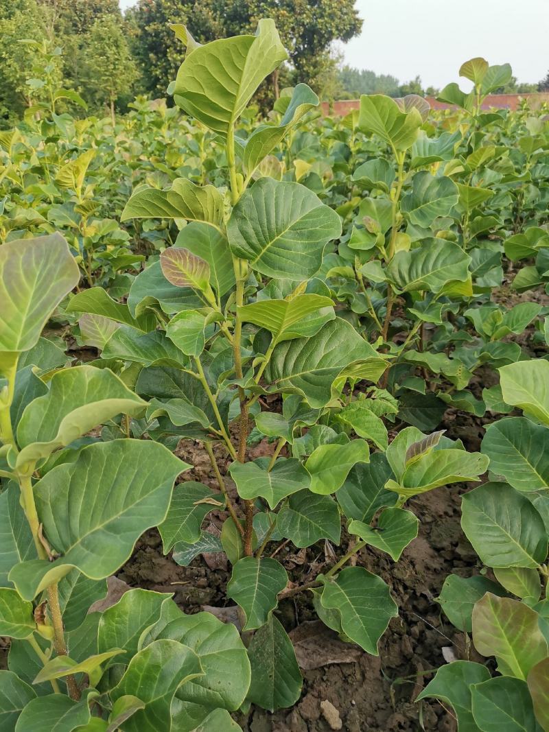盆栽玉兰南北方均可种植，盆栽地栽均可