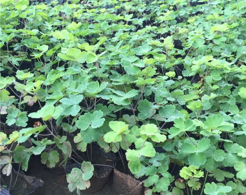 耧斗菜盆栽花苗四季多年生草本春秋季易种室内阳台花卉