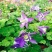 耧斗菜盆栽花苗四季多年生草本春秋季易种室内阳台花卉