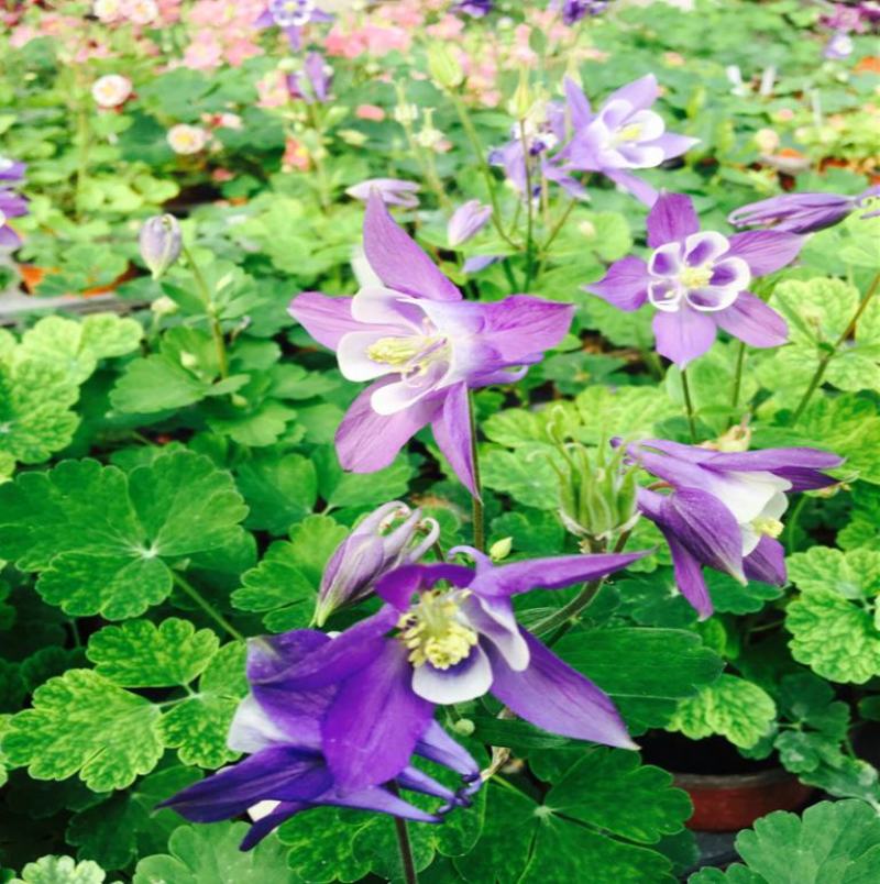 耧斗菜盆栽花苗四季多年生草本春秋季易种室内阳台花卉