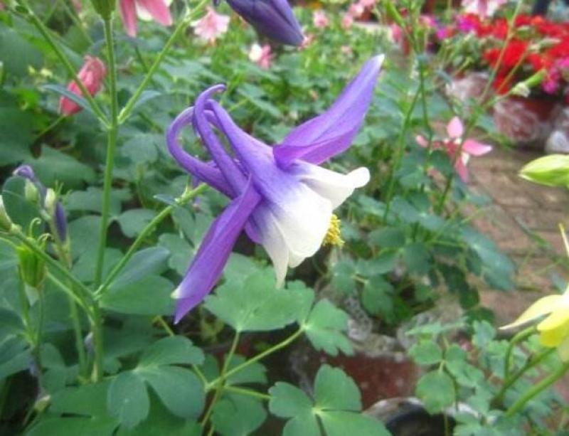 耧斗菜盆栽花苗四季多年生草本春秋季易种室内阳台花卉