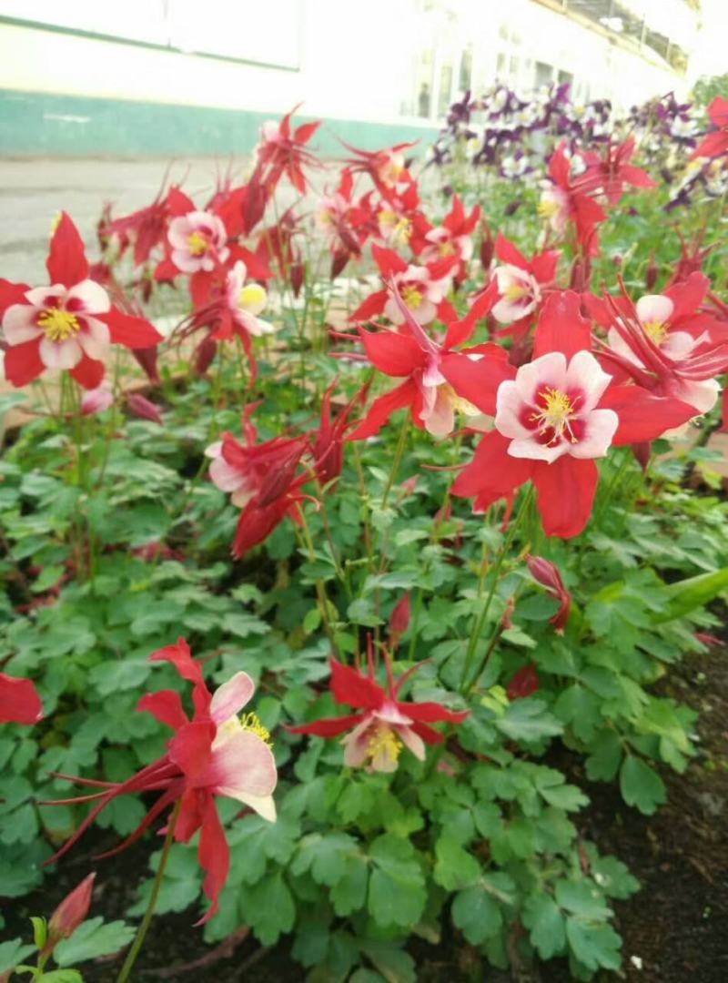 耧斗菜盆栽花苗四季多年生草本春秋季易种室内阳台花卉
