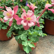耧斗菜盆栽花苗四季多年生草本春秋季易种室内阳台花卉