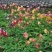 耧斗菜盆栽花苗四季多年生草本春秋季易种室内阳台花卉