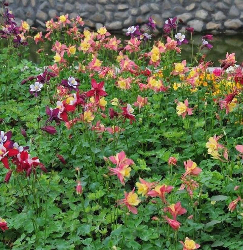耧斗菜盆栽花苗四季多年生草本春秋季易种室内阳台花卉