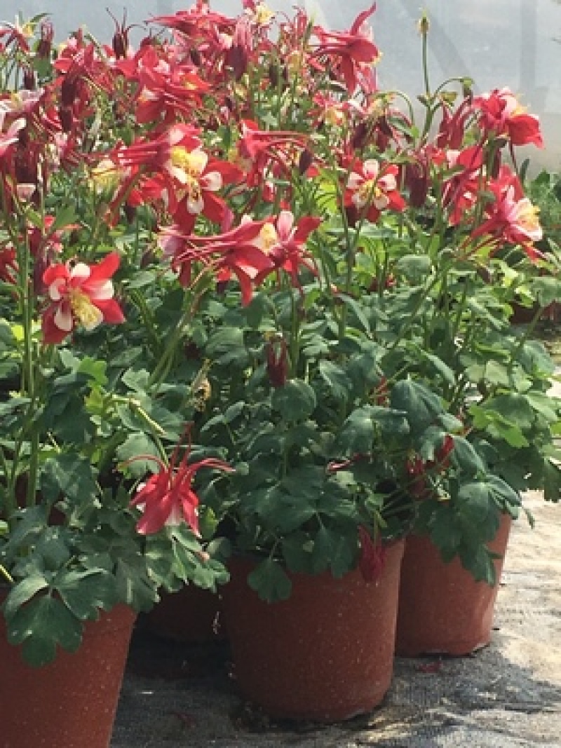 耧斗菜盆栽花苗四季多年生草本春秋季易种室内阳台花卉