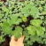 耧斗菜盆栽花苗四季多年生草本春秋季易种室内阳台花卉