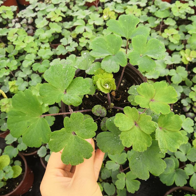 耧斗菜盆栽花苗四季多年生草本春秋季易种室内阳台花卉