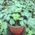 耧斗菜盆栽花苗四季多年生草本春秋季易种室内阳台花卉
