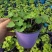 耧斗菜盆栽花苗四季多年生草本春秋季易种室内阳台花卉