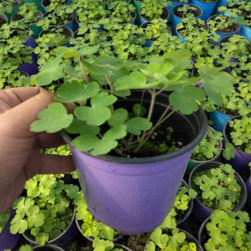 耧斗菜盆栽花苗四季多年生草本春秋季易种室内阳台花卉