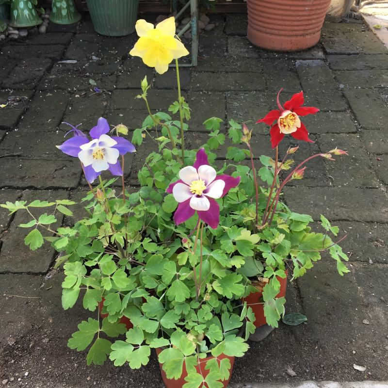 耧斗菜盆栽花苗四季多年生草本春秋季易种室内阳台花卉