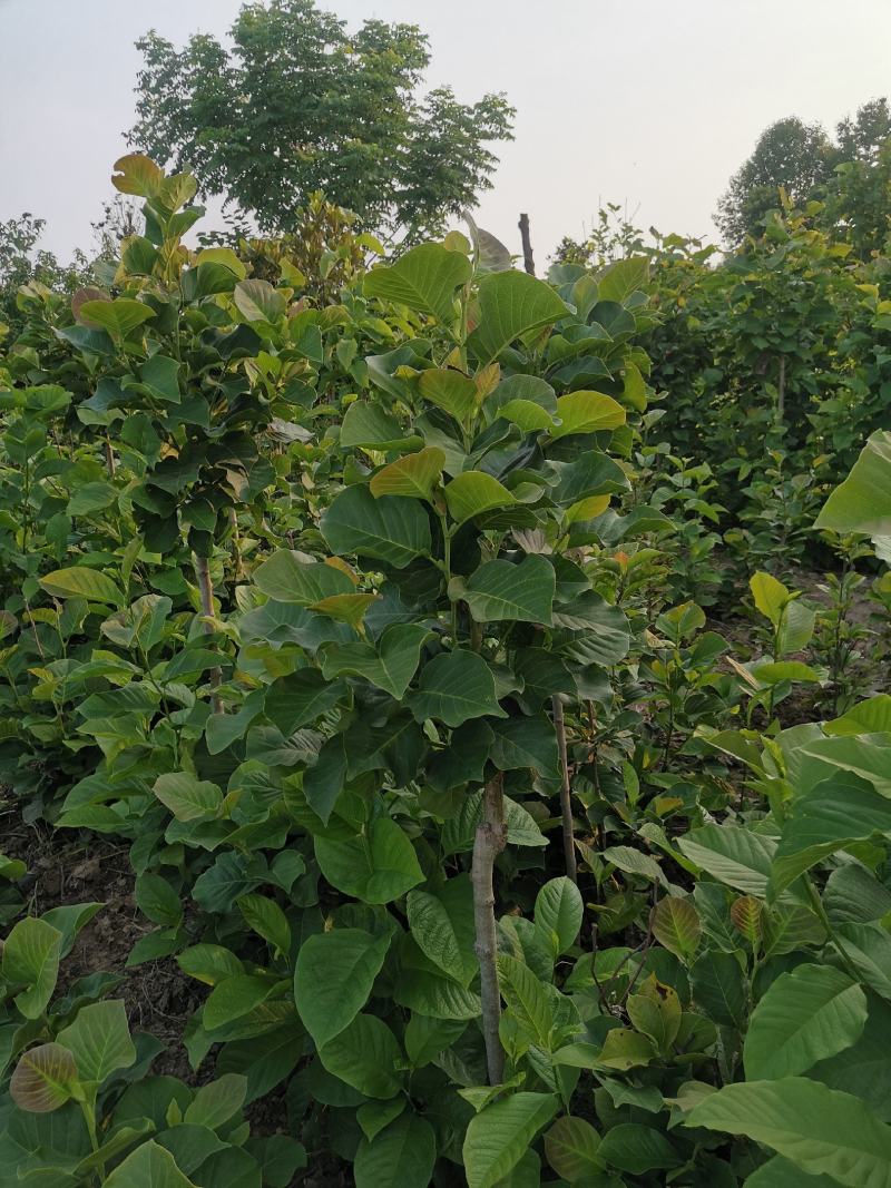盆栽玉兰南北方均可种植，盆栽地栽均可