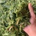 便宜出售新青储玉米秸秆牛羊好饲料！稳定