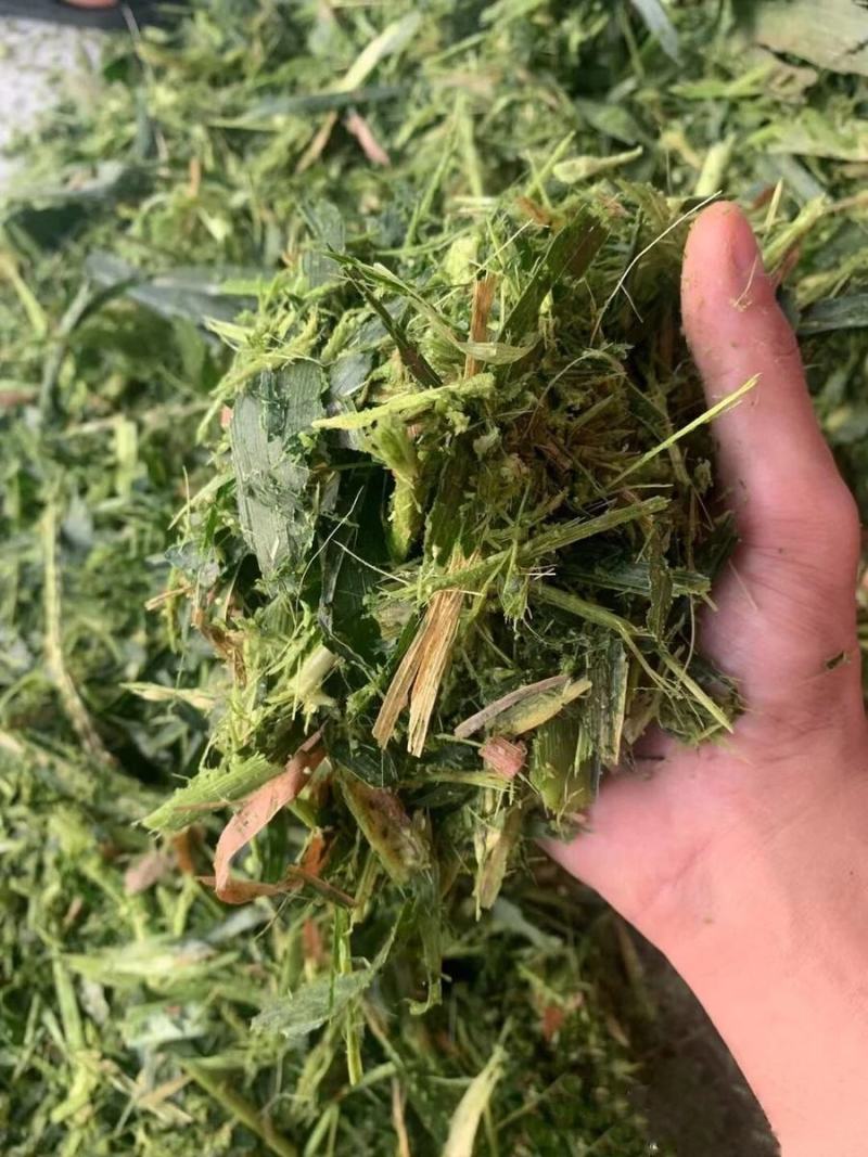 便宜出售新青储玉米秸秆牛羊好饲料！稳定