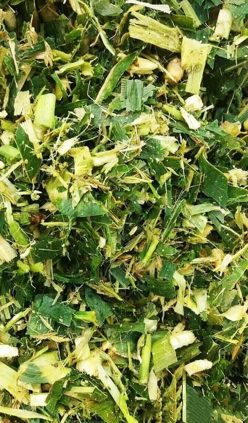 便宜出售新青储玉米秸秆牛羊好饲料！稳定