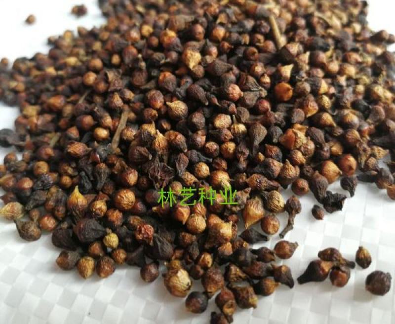 水翁种子别称水榕花卉苗木种子提供视频看货