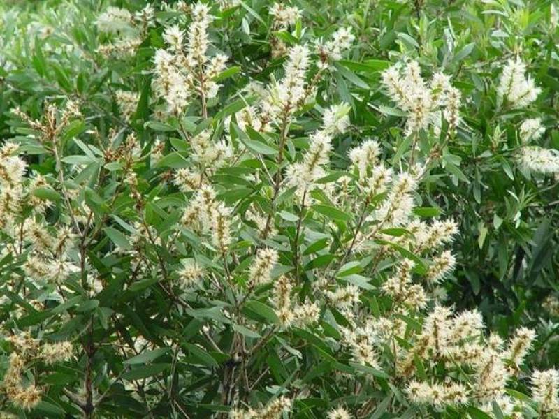 水翁种子别称水榕花卉苗木种子提供视频看货