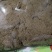 蕲艾绒，手工收割，手工制，无杂