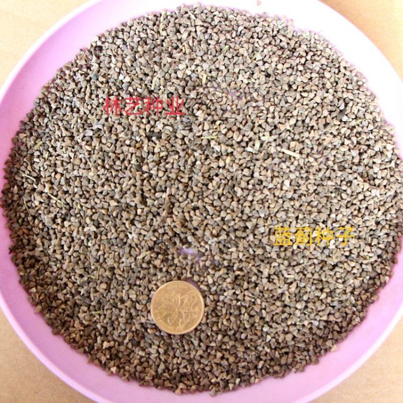 花海种子阳台庭院花草种籽蓝蓟种子蓝蓟花种子四季可播