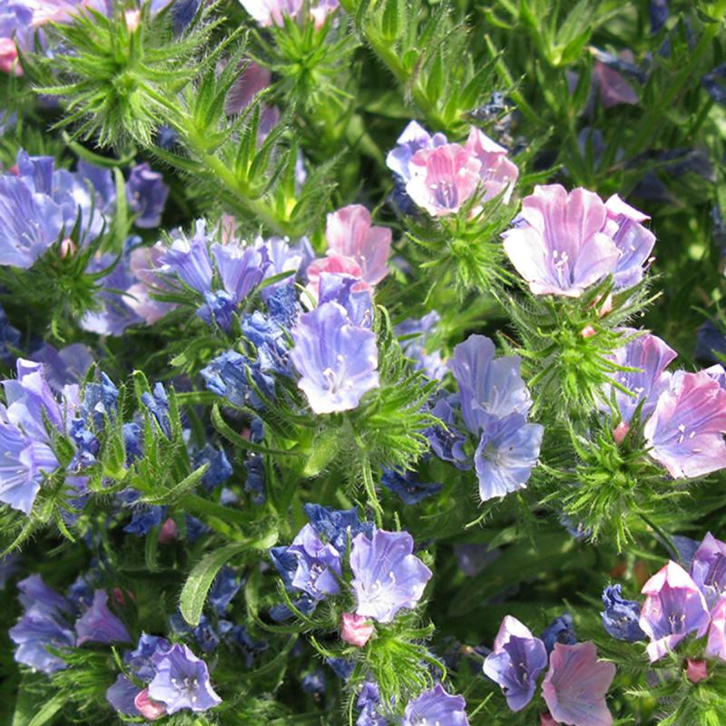 花海种子阳台庭院花草种籽蓝蓟种子蓝蓟花种子四季可播