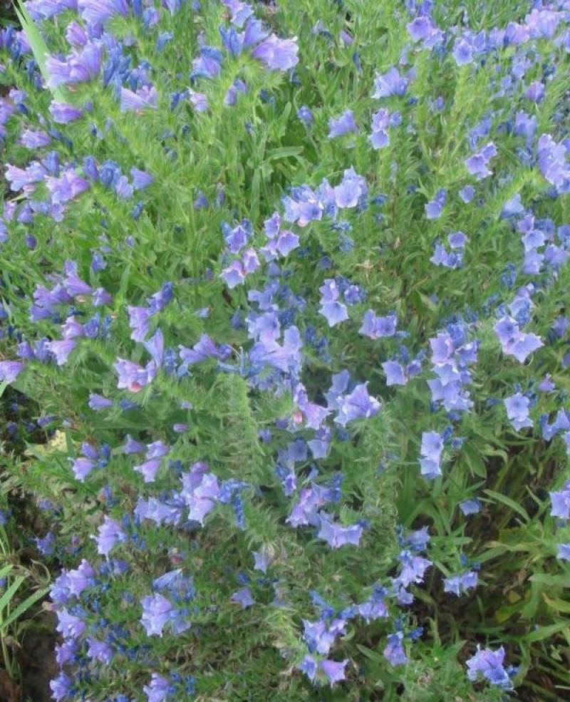 花海种子阳台庭院花草种籽蓝蓟种子蓝蓟花种子四季可播