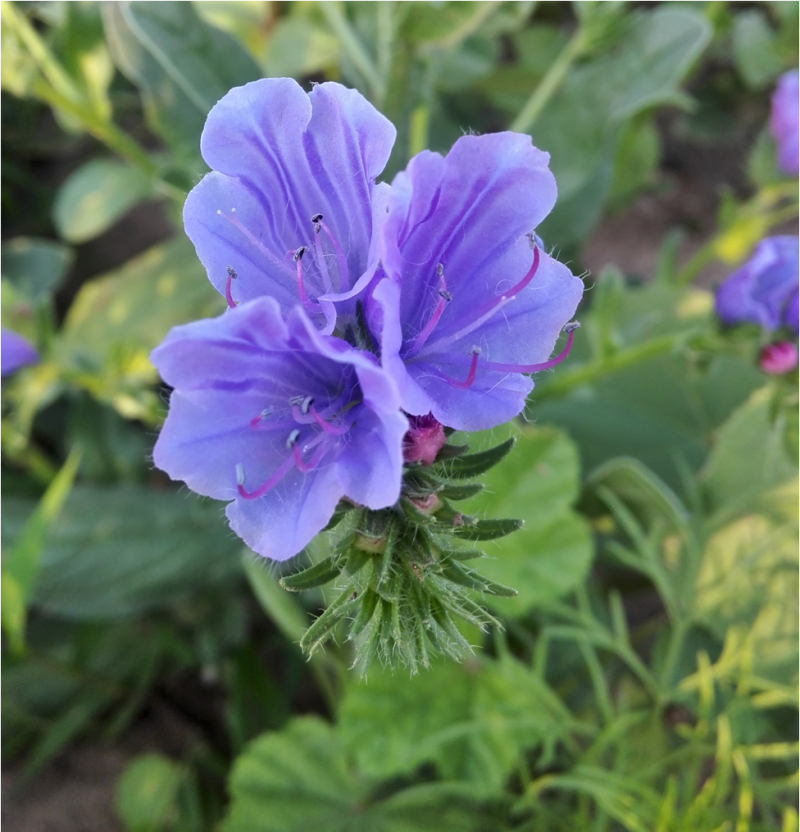 花海种子阳台庭院花草种籽蓝蓟种子蓝蓟花种子四季可播
