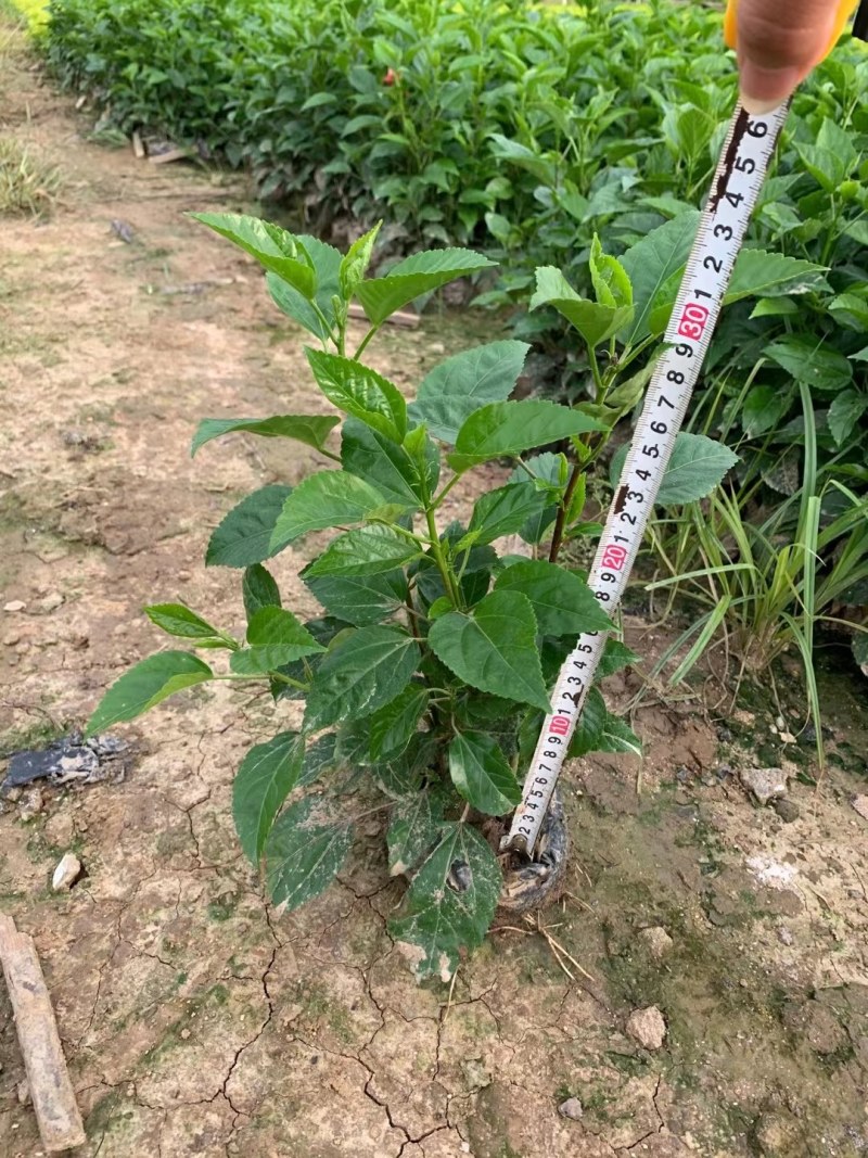 优质大红花，产地直销，大量批发，量大从优！！