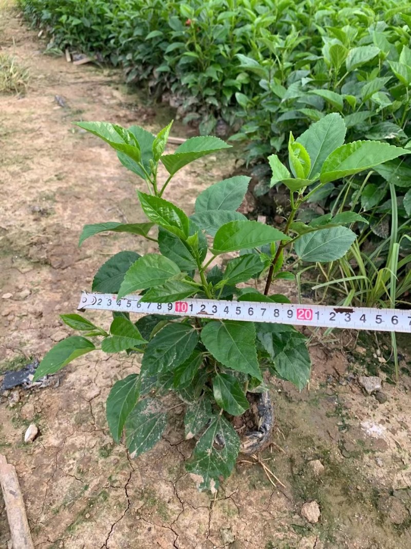 优质大红花，产地直销，大量批发，量大从优！！