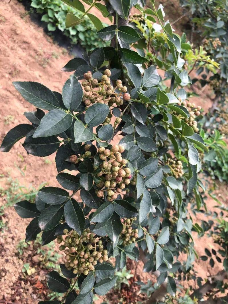 陕西花椒一手货源大量供货青椒，青货，青货，需要的联系！