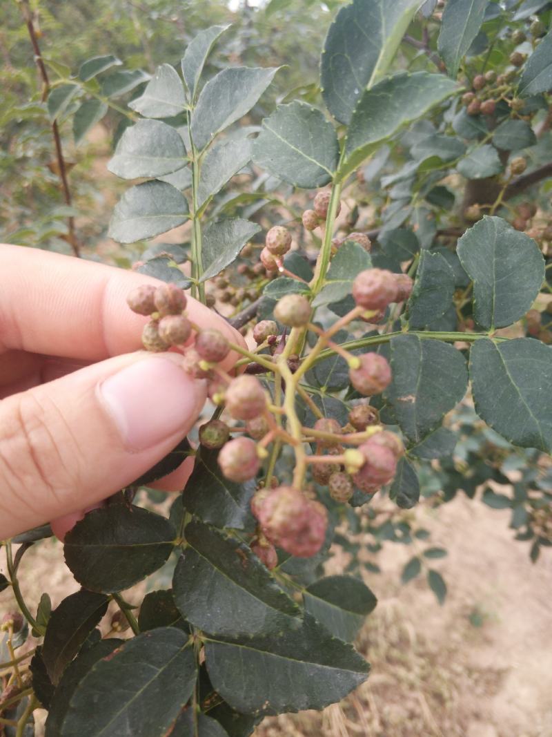 陕西花椒一手货源大量供货青椒，青货，青货，需要的联系！