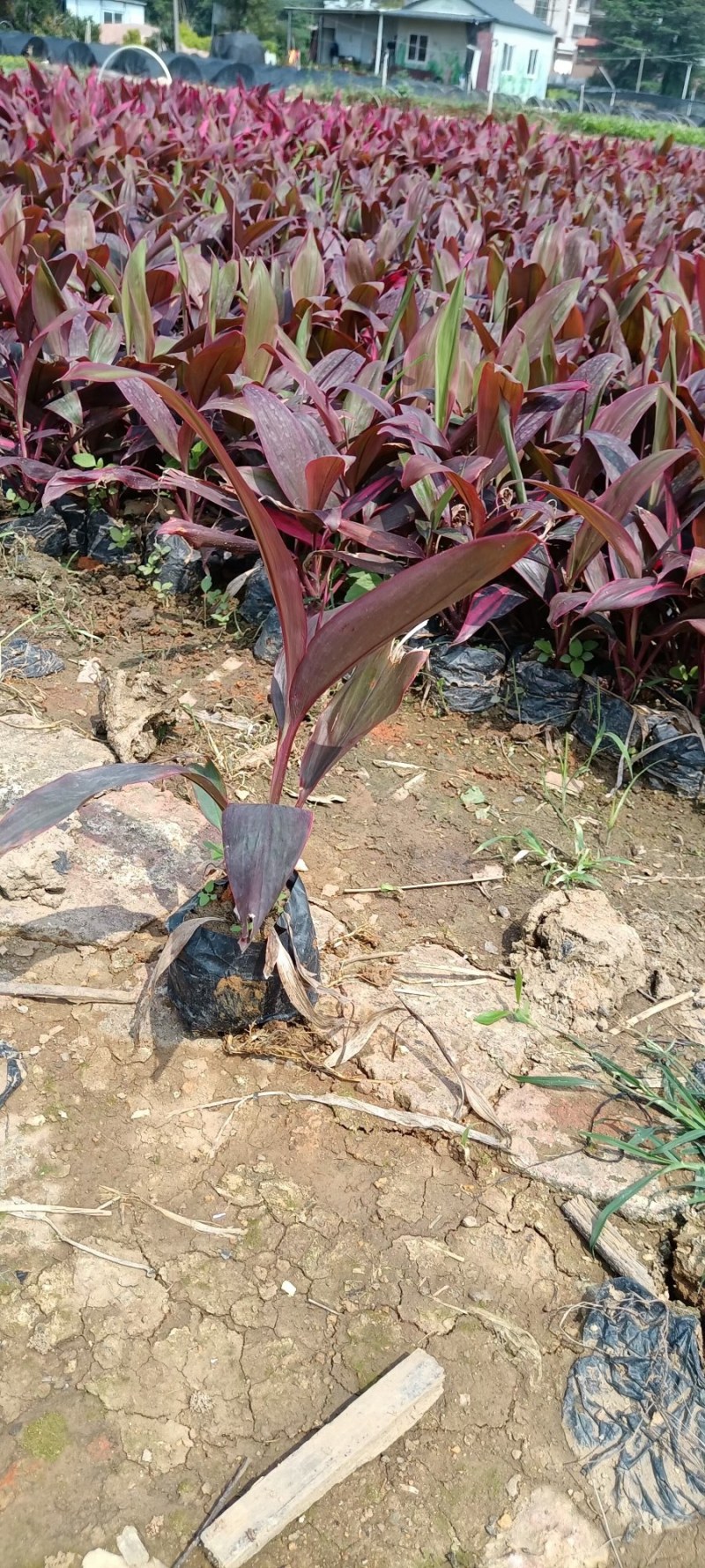 优质朱焦大量，自家产地直销，批发价格，量大从优